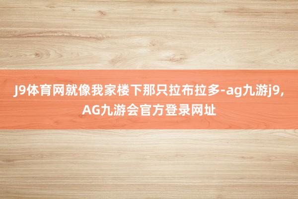 J9体育网就像我家楼下那只拉布拉多-ag九游j9,AG九游会官方登录网址