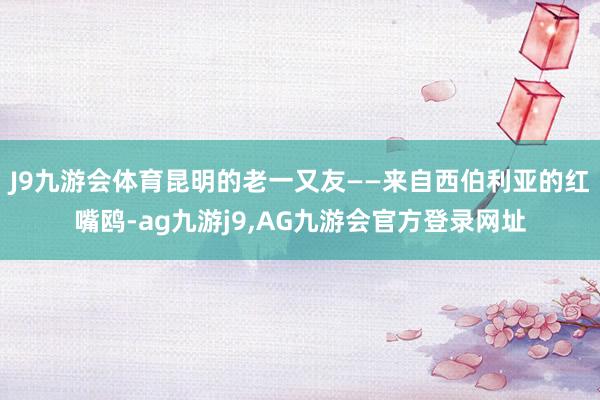 J9九游会体育昆明的老一又友——来自西伯利亚的红嘴鸥-ag九游j9,AG九游会官方登录网址